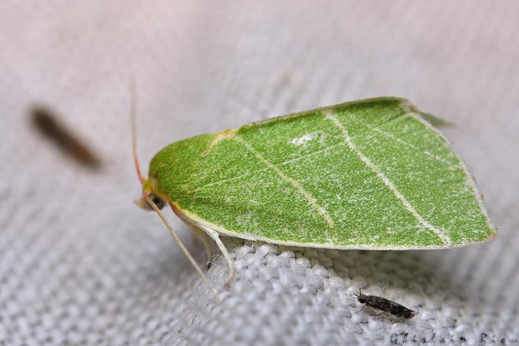 Bena bicolorana, Rebigue 31, Août 2020 © Ghislain Riou