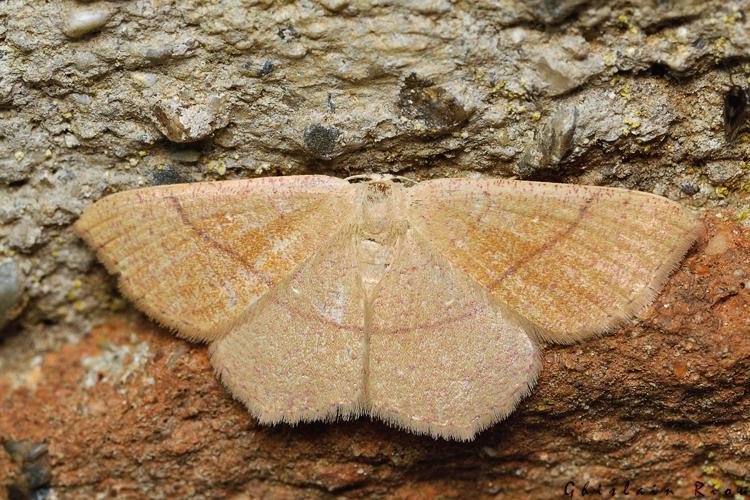 Cyclophora suppunctaria, Rebigue 31, Août 2020 © Ghislain Riou