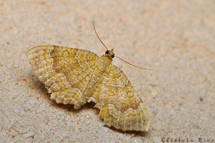 Camptogramma bilineata, sept. 2020, Rebigue 31 © Ghislain Riou