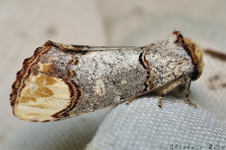 Phalera bucephala, Rebigue 31, Août 2020 © Ghislain Riou