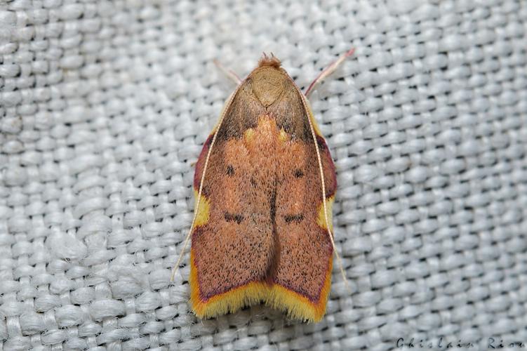 Carcina quercana, Rebigue 31, sept. 2020 © Ghislain Riou