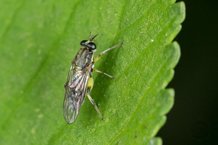 Solva marginata - Ariège © Jessica Joachim