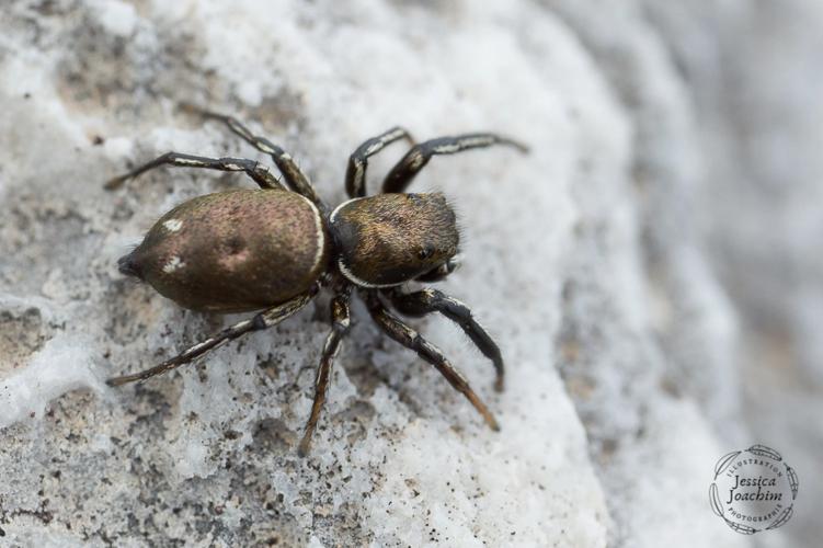 Heliophanus aeneus - Cirque de Troumouse (Hautes-Pyrénées) © Jessica Joachim