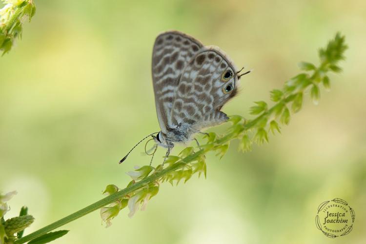 Azuré de Lang (Leptotes pirithous) - Roc de Peyremaux (Tarn) © Jessica Joachim