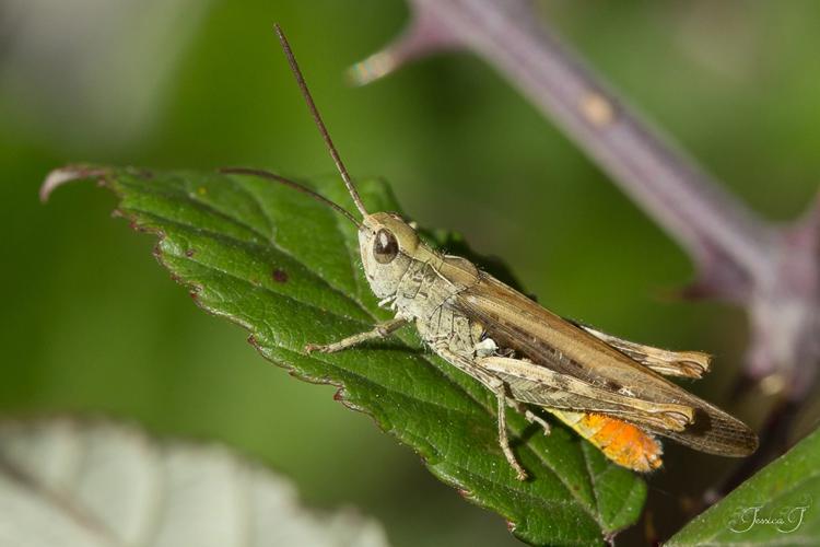 Criquet duettiste (Chorthippus brunneus) - Sensat (Ariège) © Jessica Joachim