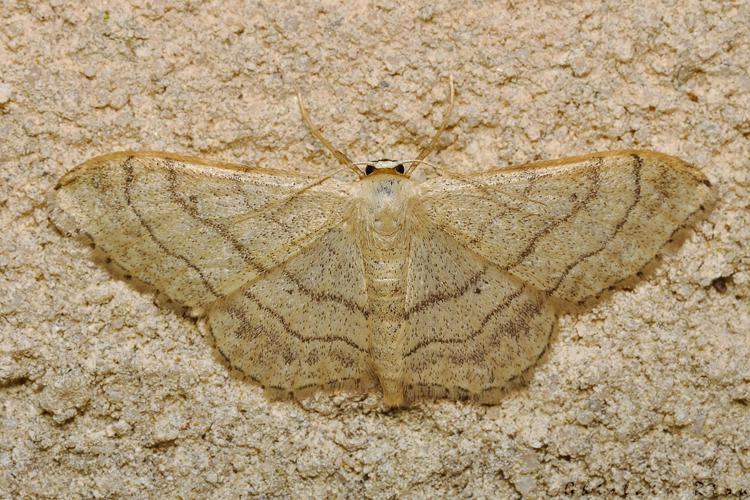 Idaea aversata, Rebigue 31, sept. 2020 © Ghislain Riou