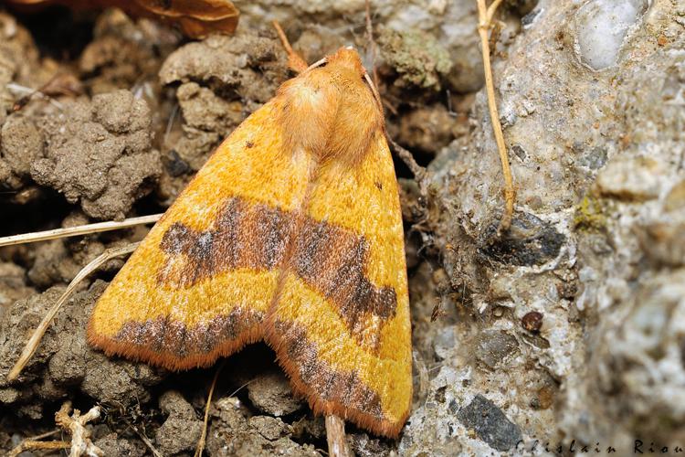 Atethmia centrago, Rebigue 31, sept. 2020 © Ghislain Riou