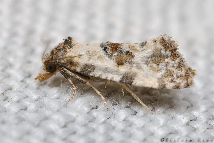 Cochylis molliculana, Rebigue 31, sept. 2020 © Ghislain Riou