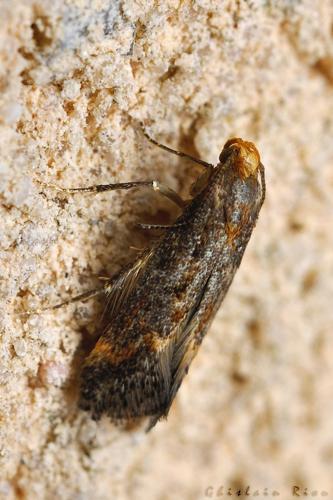 Apodia bifractella, Rebigue 31, sept. 2020 © Ghislain Riou