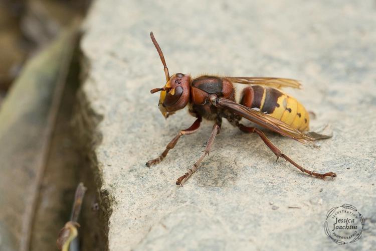 Frelon d'Europe (Vespa crabro) - Travanet (81) © Jessica Joachim