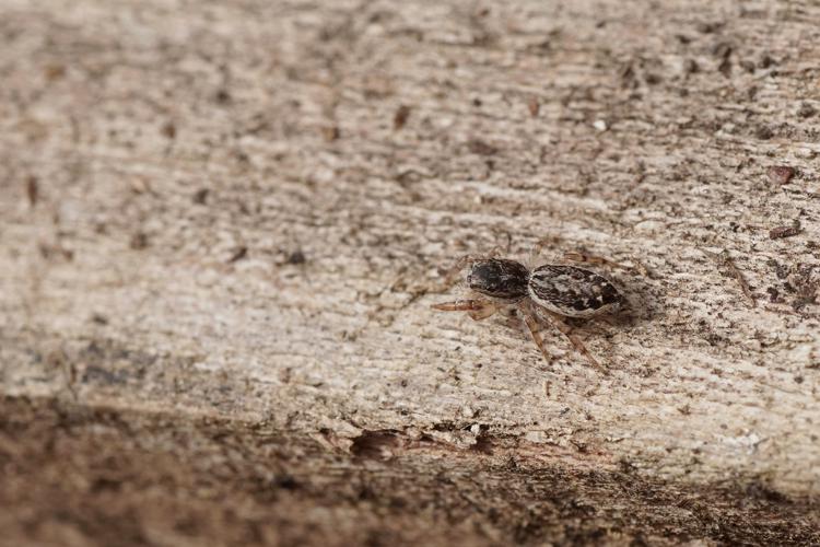 Pseudicius encarpatus (femelle) - Ordan-Larroque (Gers) © Laurent Barthe