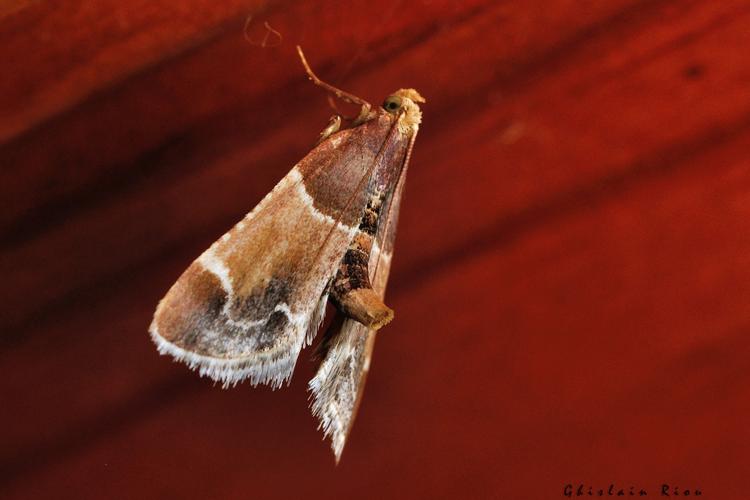 Pyralis farinalis, Rebigue 31, sept. 2020 © Ghislain Riou