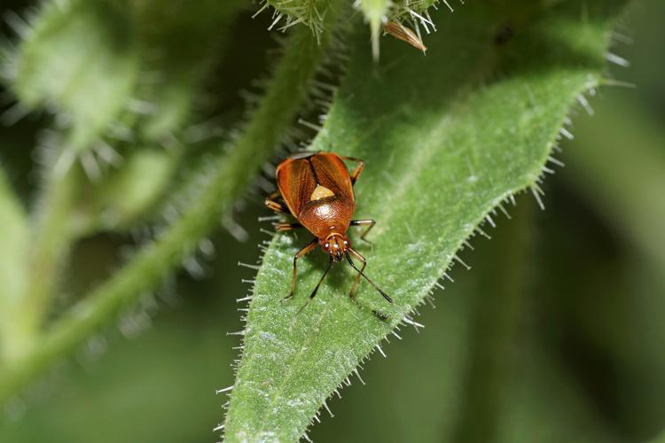 Deraeocoris ruber - Ordan-Larroque (Gers) © Laurent Barthe