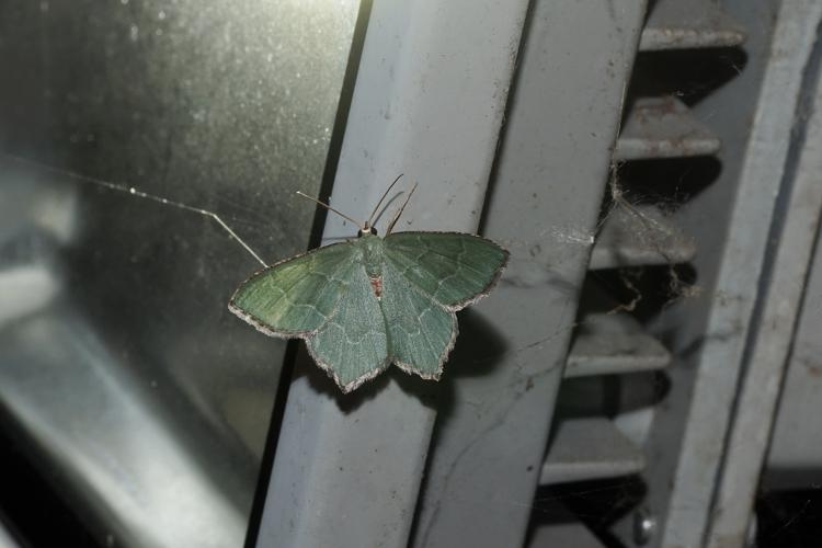 Phalène sillonnée (Hemithea aestivaria) - Saint-Mont (Gers) - 30 mai 2020 © Laurent Barthe