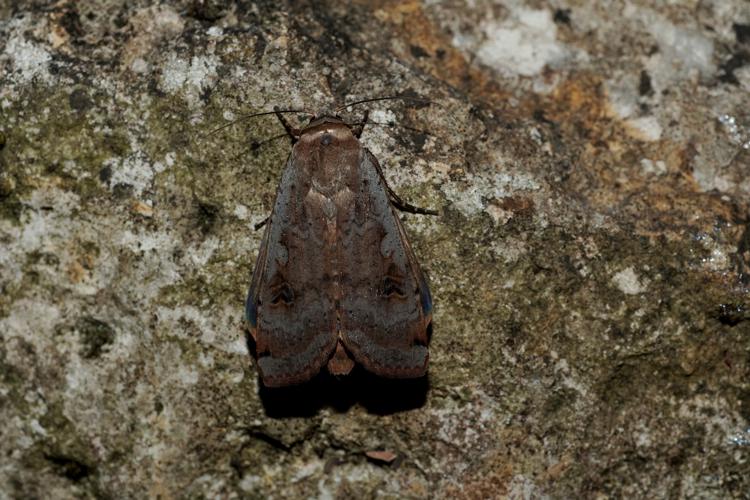 Hibou (Noctua pronuba) - Ordan-Larroque (Gers) 23 mai 2020 © Laurent Barthe