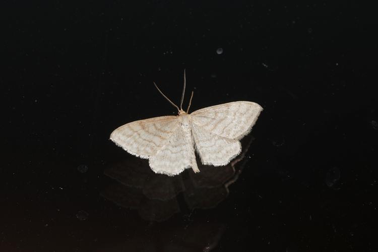 Acidalie maigre (Idaea macilentaria ) - Ordan-Larroque (Gers) - 27 mai 2020 © Laurent Barthe