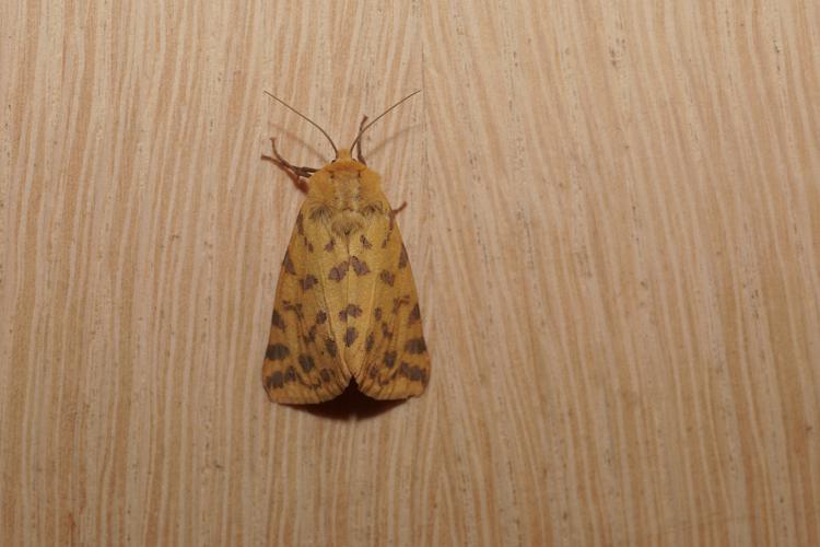 Ecaille pourprée (Diacrisia purpurata) - Ordan-Larroque (Gers) - 27 mai 2020 © Laurent Barthe