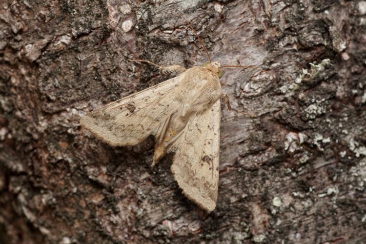 Armigère (Helicoverpa armigera) - Ordan-Larroque (Gers) - 4 septembre 2020 © Laurent Barthe