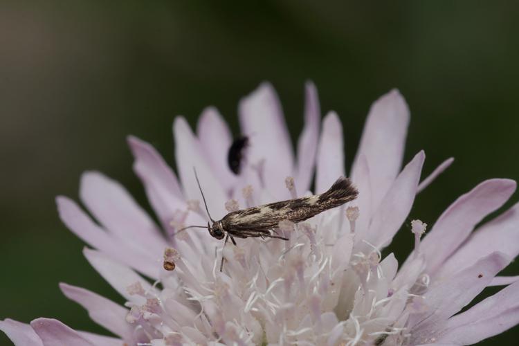 Scythris limbella - Ordan-Larroque (Gers) - 28 mai 2020 © 