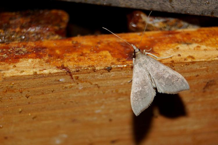 Mecyna asinalis - Ordan-Larroque (Gers) - 22 septembre 2016 © Laurent Barthe