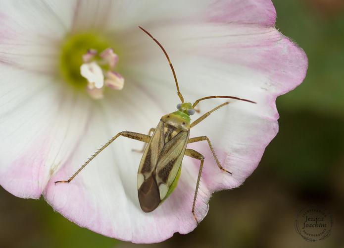 Adelphocoris lineolatus - Lavaur (Tarn) 23 mai 2020 © Jessica Joachim