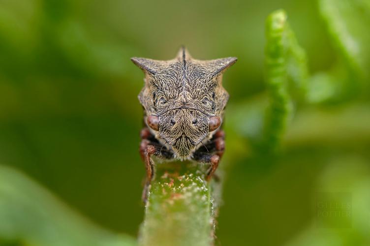 Centrotus cornutus (Le Fel, Aveyron) © Gilles Pottier