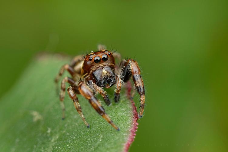 Macaroeris nidicolens, mâle (Camalès, Htes-Pyr.) © Gilles Pottier