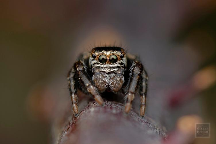 Evarcha arcuata, mâle (Montgaillard, Hautes-Pyrénées) © Gilles Pottier