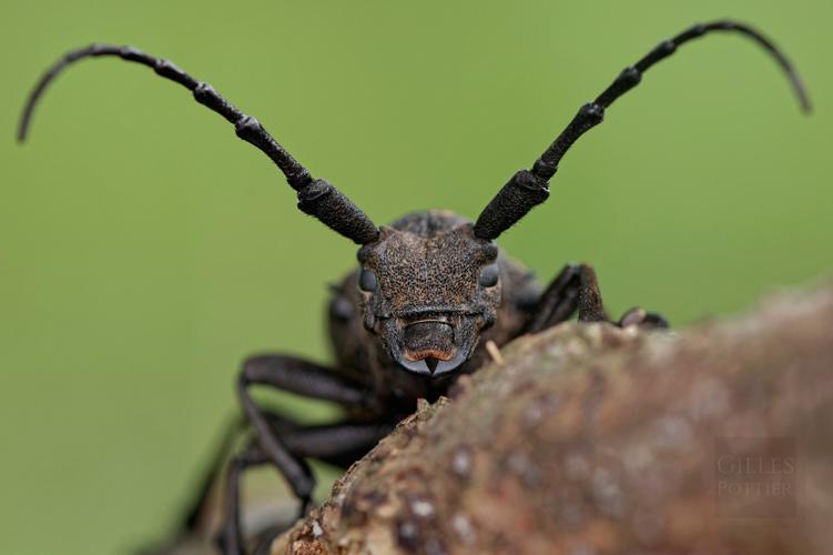 Lamia textor, portrait (Cieutat, Htes-Pyr.) © Gilles Pottier