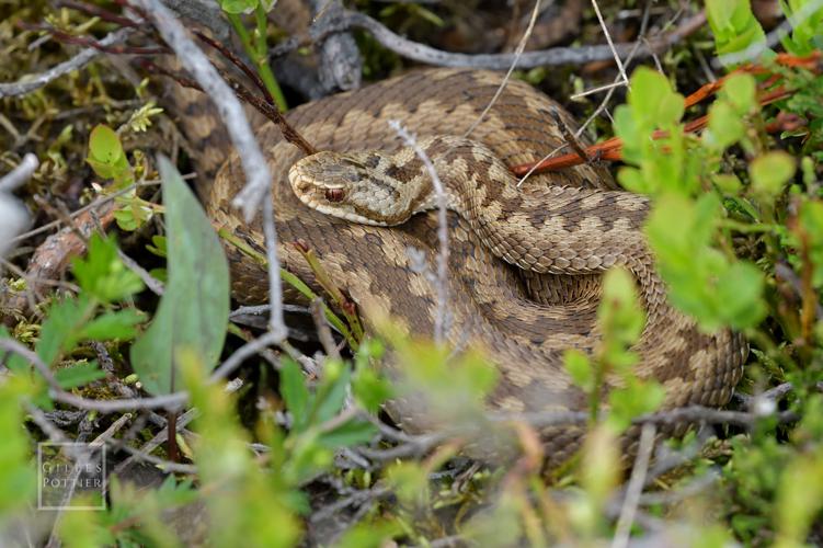 Vipera berus, femelle en héliothermie, Monts d'Aubrac (Laguiole, Aveyron) © Gilles Pottier