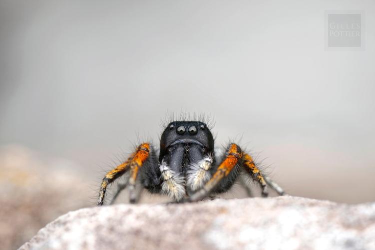 Philaeus chrysops, mâle (Gavarnie, Htes-Pyr.) © Gilles Pottier