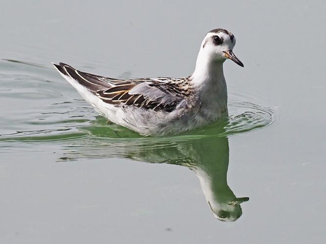 Phalarope à bec large 1ère année, Roques sur Garonne 31, 29 sept. 2020 © Jean-Philippe Thelliez