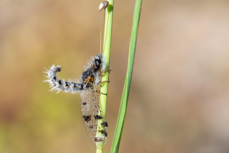 Puer maculatus, 20/06/2020, St Pargoire, Hérault 34 © Romain Baghi