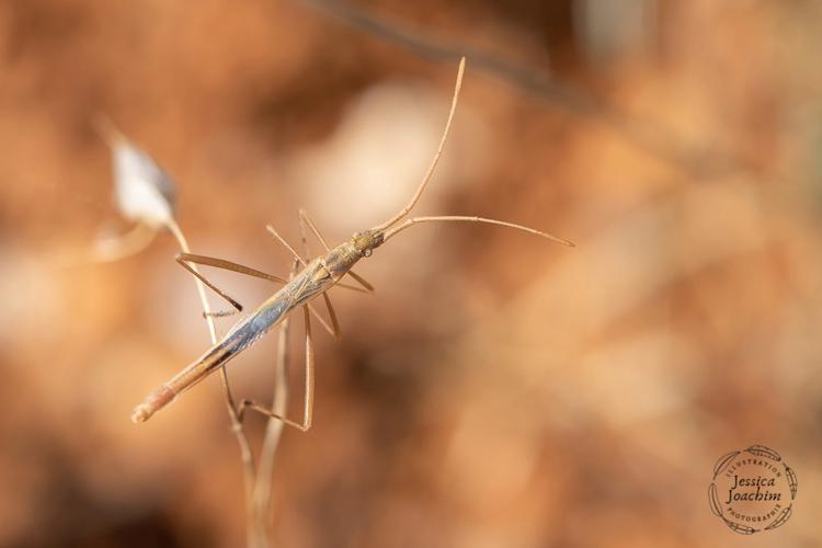 Chorosoma schillingii – Bruniquel (Tarn-et-Garonne) - 12 septembre 2020 © Jessica Joachim