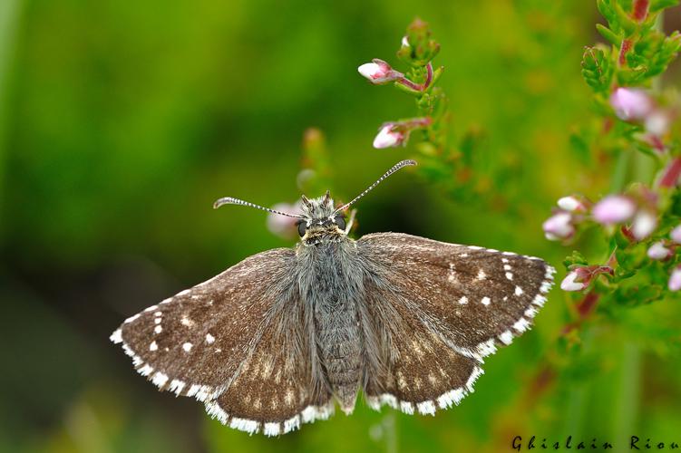 Pyrgus serratulae, anvers, Rabat-les-Trois-Seigneurs 09, 14 juillet 2020 © Ghislain Riou