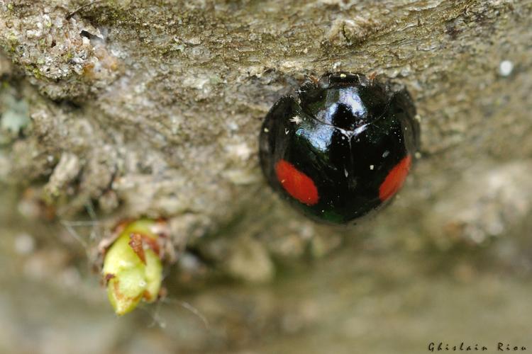 Chilocorus renipustulatus, Rebigue 31, avril 2020 © Ghislain Riou