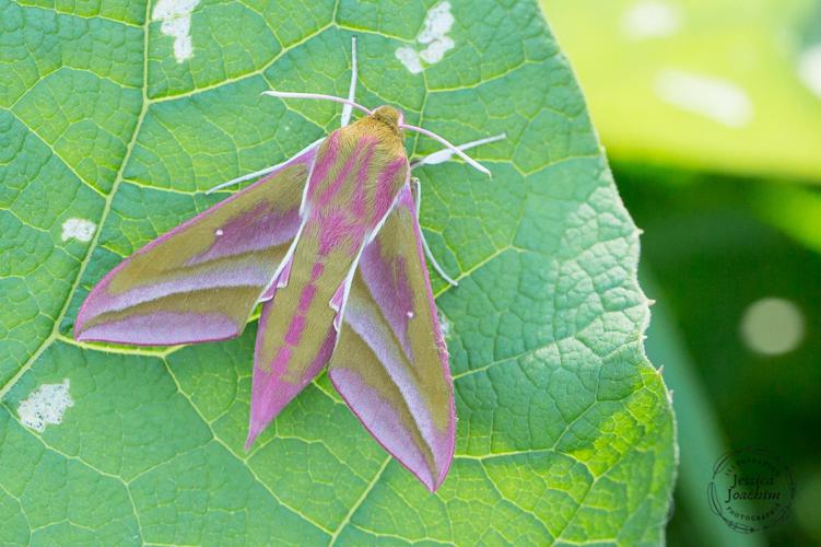 Grand sphinx de la vigne (Deilephila elpenor) – Aulus les bains (Ariège) 04 juillet 2020 © Jessica Joachim