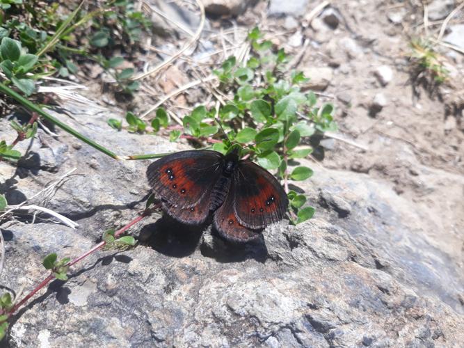 Moiré pyrénéen (Erebia gorgone), Bagnères-de-Bigorre (65), 27 juillet 2020 © Jean-Michel Catil