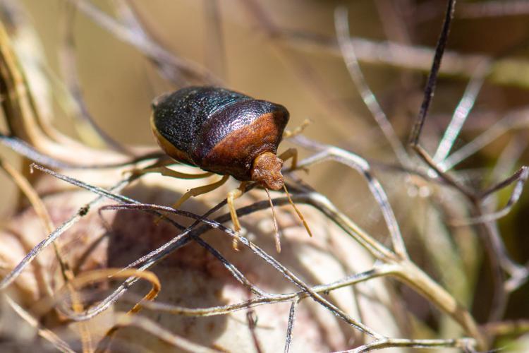 Ventocoris rusticus (Narbonne, 11, 2020) © Romain Baghi