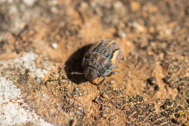 Odontoscelis lineola, Larzac, 2020 © Romain Baghi