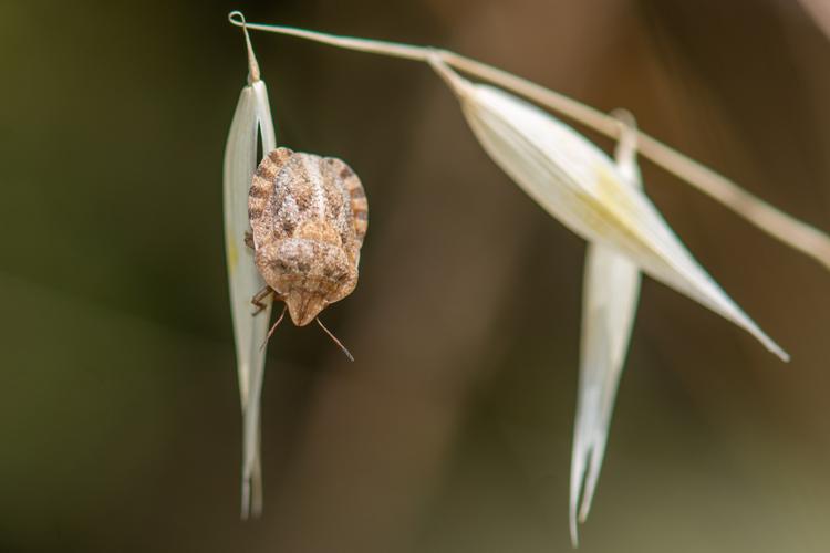 Eurygaster hottentotta, Montredon les corbières, 2019 © Romain Baghi