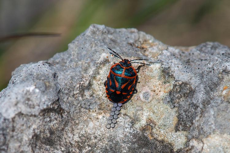 Eurydema fieberi, femelle en train de pondre, Larzac, 2020 © Romain Baghi