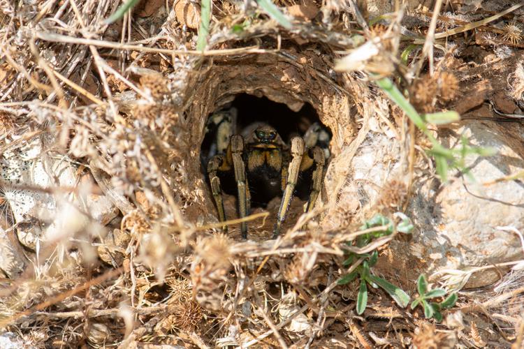 Lycosa tarantula, femelle dans son terrier © Romain Baghi