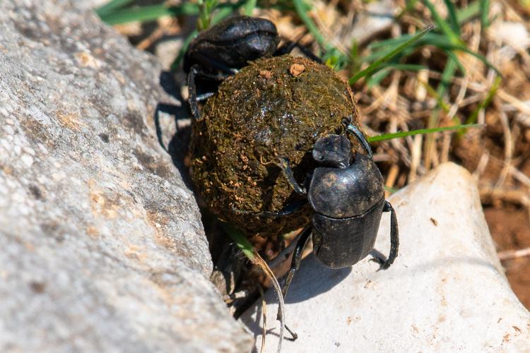 Gymnopleurus geoffroyi, Larzac, Avril 2020 © Romain Baghi