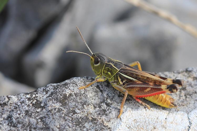 Arcyptera microptera mâle, août 2012, Meyrueis 48 © Michel Riou