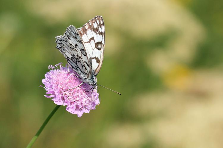 Melanargia russiae, août 2014, Eyne 66 © Michel Riou