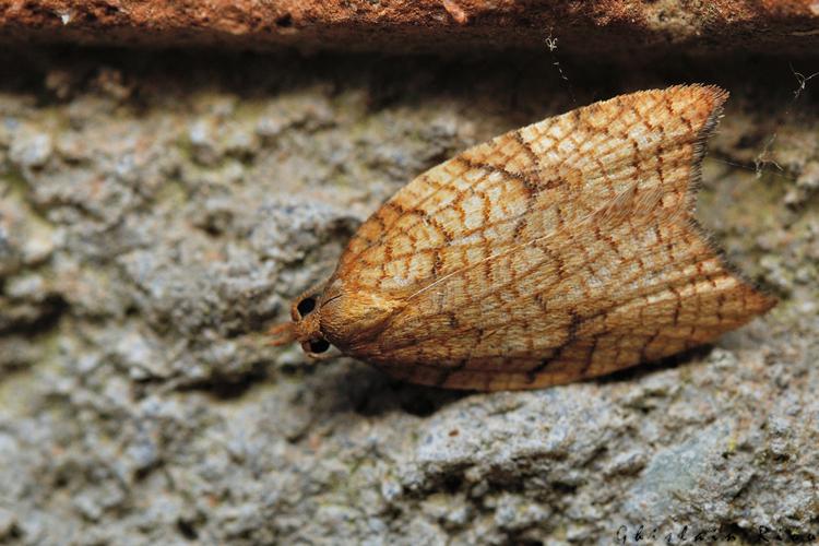 Acleris rhombana, Rebigue 31, oct. 2020 © Ghislain Riou