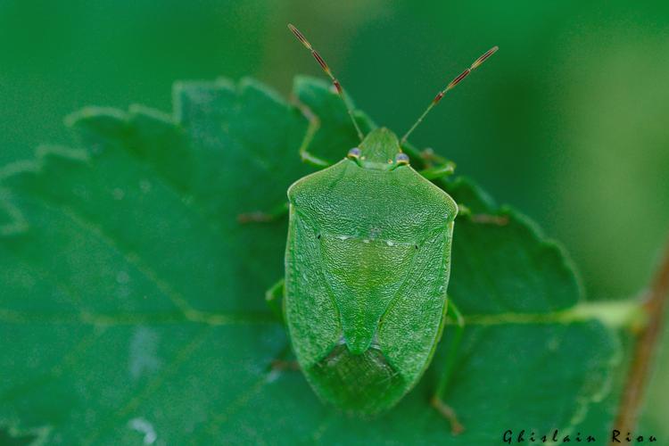 Nezara viridula, Ste-Foy-d'Aigrefeuille 31 © Ghislain Riou