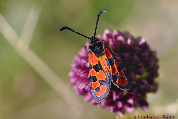 Zygaena hilaris, 3 Juill. 2018, Cornus 12 © Ghislain Riou