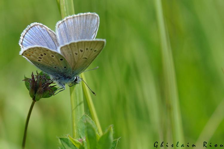 Polyommatus amandus, Mijanès 09, Juill. 2011 © Ghislain Riou